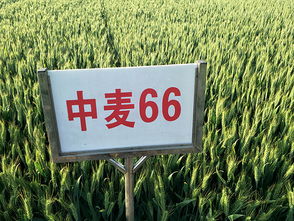 河南黃泛區地神種業