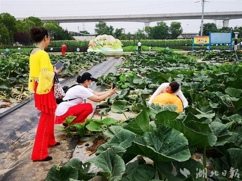 2022武漢種業(yè)博覽會啟幕 五位院士助陣,展示品種3000個