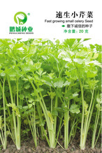【香芹蔬菜種子】香芹蔬菜種子價格/圖片_香芹蔬菜種子批發(fā)/采購_香芹蔬菜種子廠家/供應商