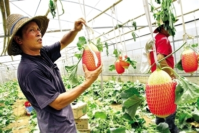 東盟經開區(qū)農產品閃耀2013中國國際種業(yè)博覽會_農業(yè)區(qū)域經濟_新浪財經_新浪網