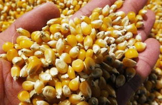 玉米終于迎來好消息 狠狠懟了美國(guó)一把