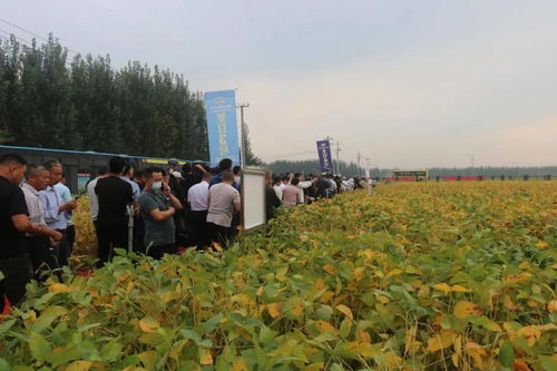 滿眼碩果 精品匯 圣豐種業(yè)集團(tuán)2020年度大豆觀摩洽談會(huì)成功召開