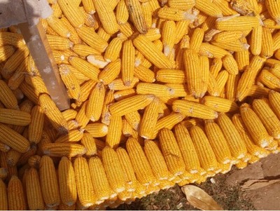 玉米廠家_相關信息_輝縣市天地種業(yè)