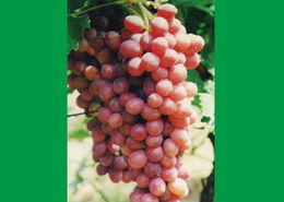 海淀種業(yè)新星 北方豐達與克倫生葡萄的產(chǎn)業(yè)協(xié)奏曲