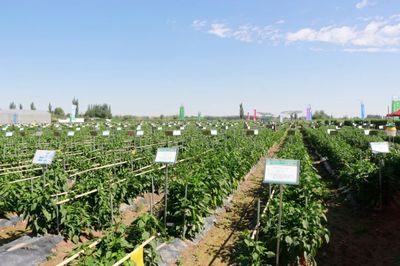 肅州 擦亮種業“金字招牌”，繪出鄉村振興“繽紛畫卷”