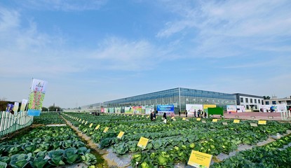 菜博會揭幕，中國南方蔬菜種業創新中心亮相，引領“菜立方”時代