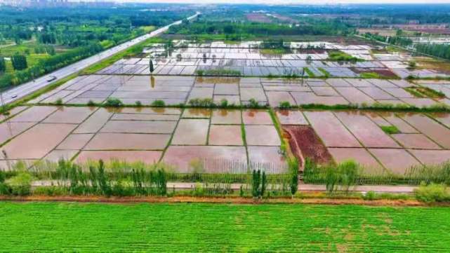 鹽堿稻浪映鵬城，科技番茄上餐桌 深圳種業力量護航國家糧食安全