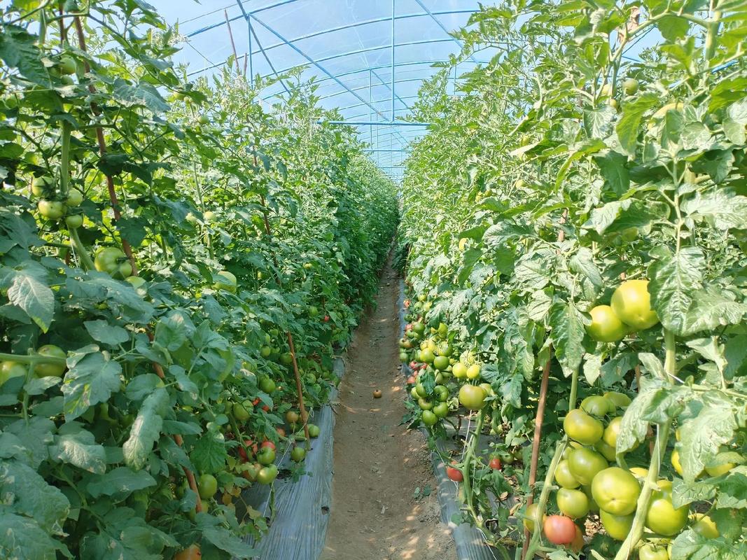 貴州種業(yè) 以高品質(zhì)種源為基，用好技術(shù)賦能現(xiàn)代農(nóng)業(yè)