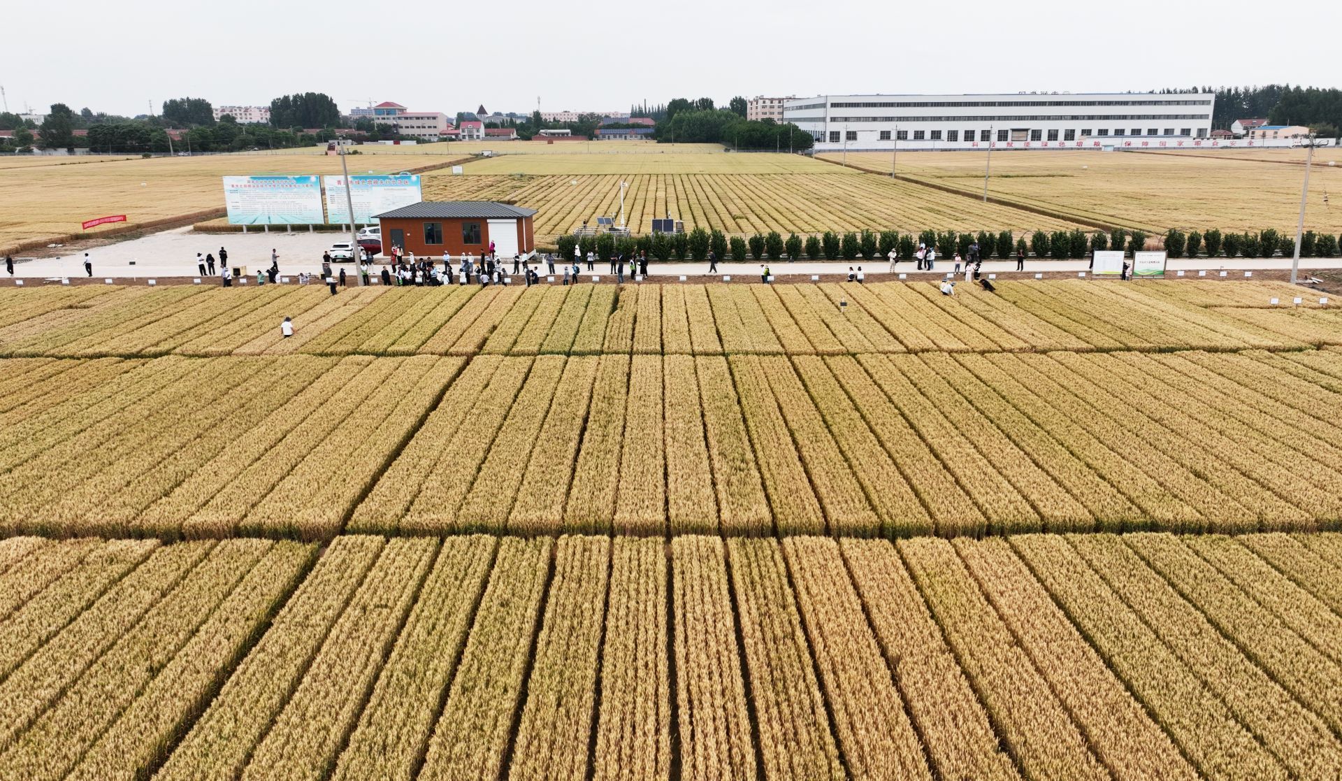 青島傾力打造種業(yè)創(chuàng)新高地 從海洋到田野的“芯”動能
